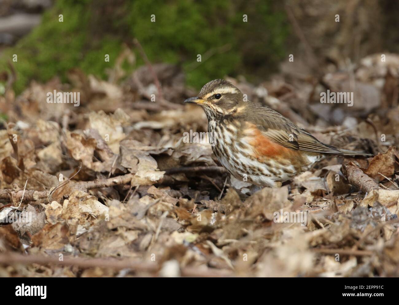 A Redwing, Turdus iliacus, à la recherche de nourriture sur le sol sous des feuilles en décomposition dans les bois au Royaume-Uni. Banque D'Images