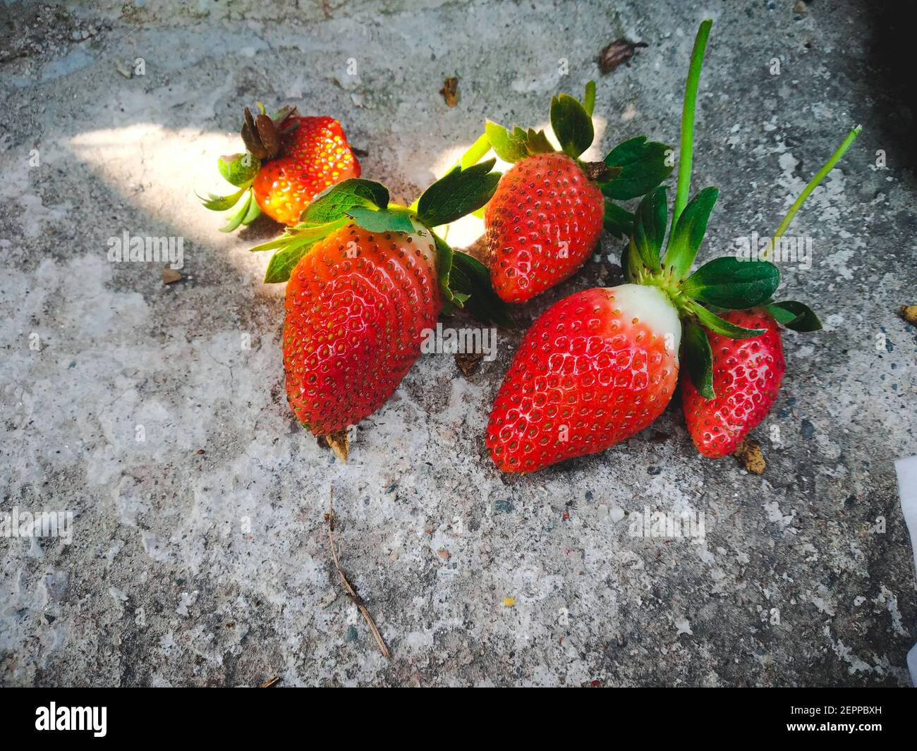 Fond de fraises mûres rouges. Gros plan, vue du dessus. Arrière-plan des fraises fraîchement récoltées, directement au-dessus. Banque D'Images