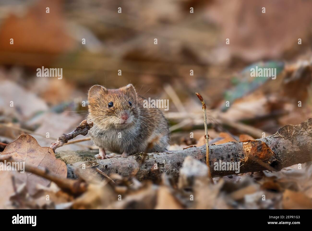 La taupe commune - Microtus arvalis, petit rongeur commun des prairies européennes, des prairies et des champs, Zlin, République tchèque. Banque D'Images