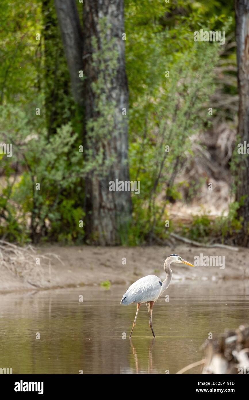 Un grand héron s'éveille dans la rivière Snake, Jackson Hole, WY été 2018. Banque D'Images