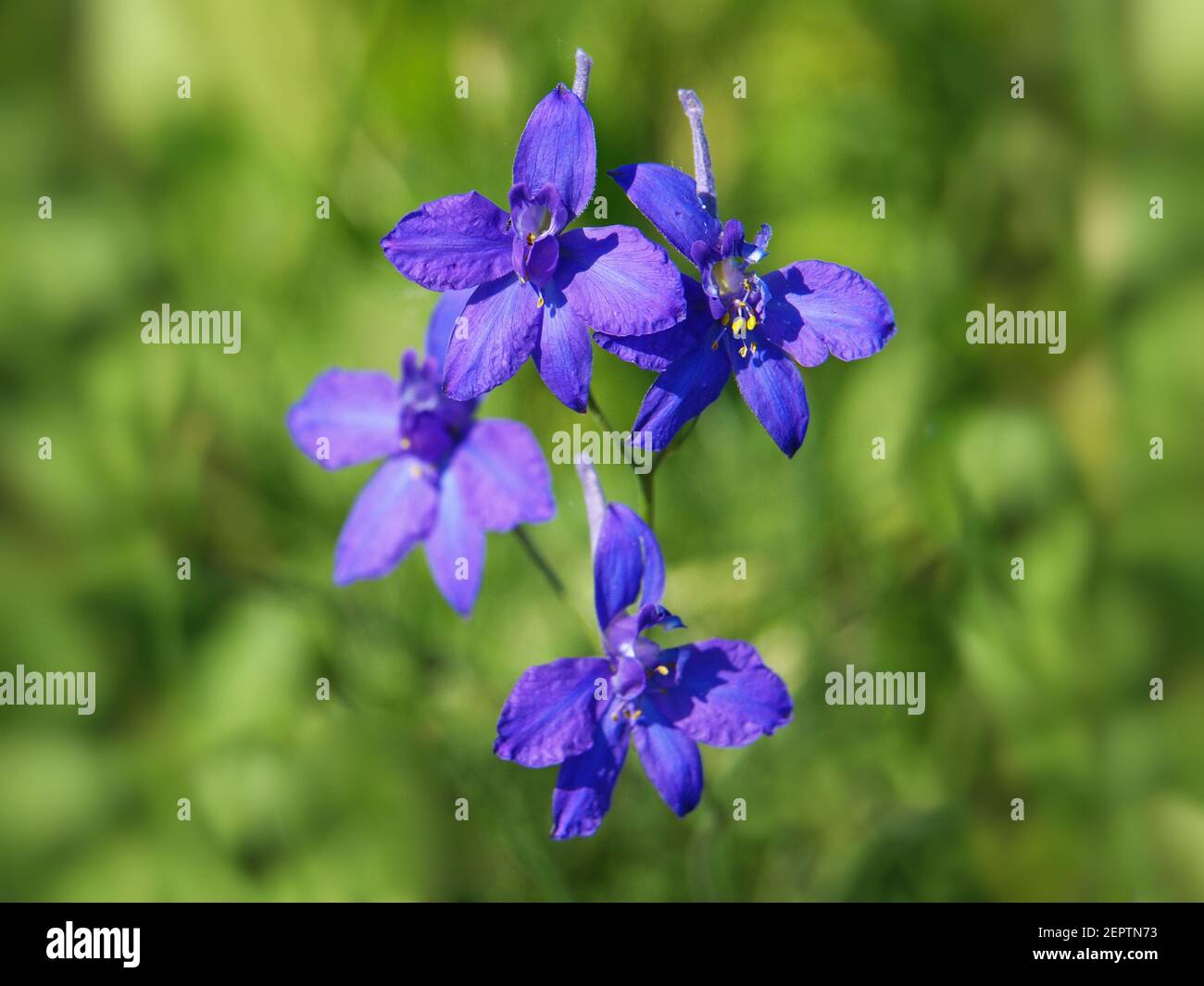 Fleur bleue pourpre de Larkspur Forking ou de larkspur Field, Consolia regalis Banque D'Images