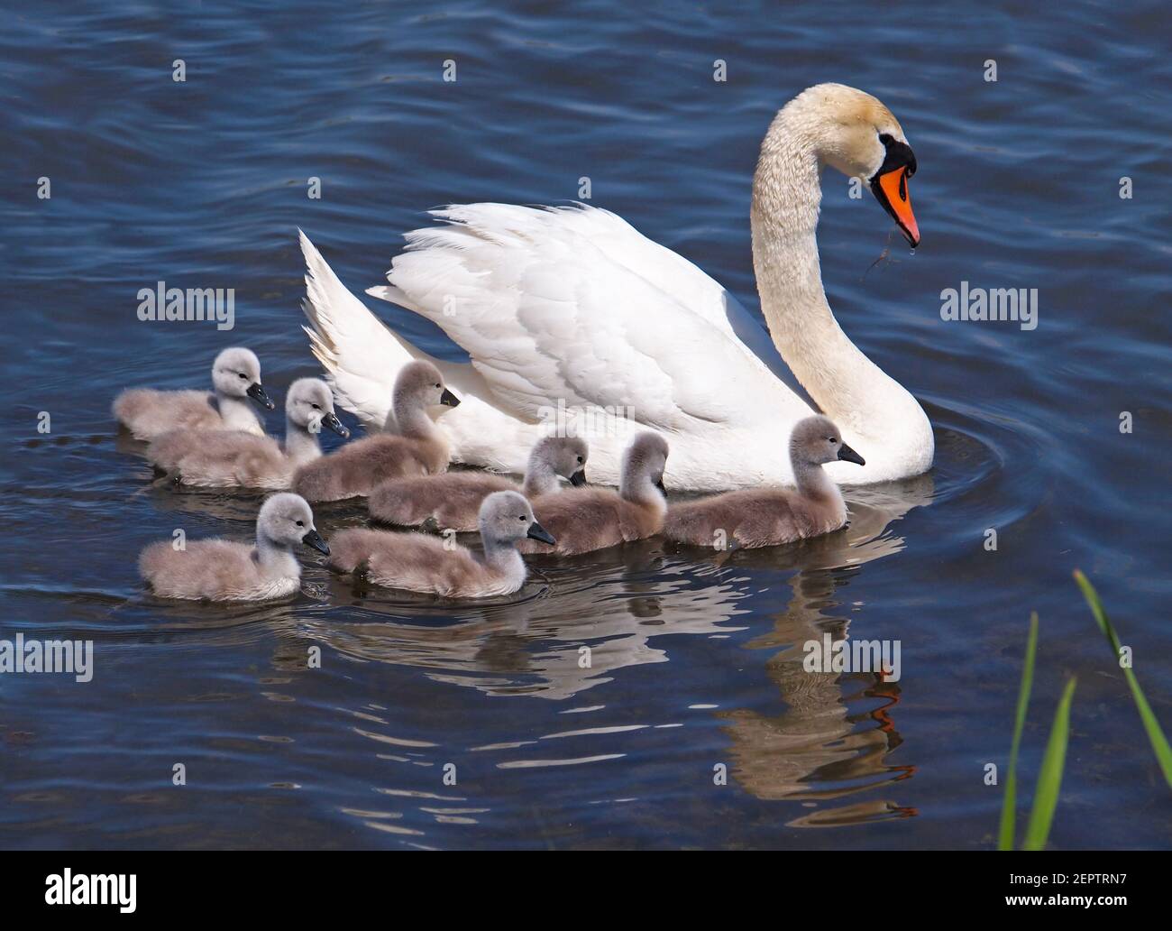 Cygne avec des poussins sur l'eau, Cygnus olor Banque D'Images