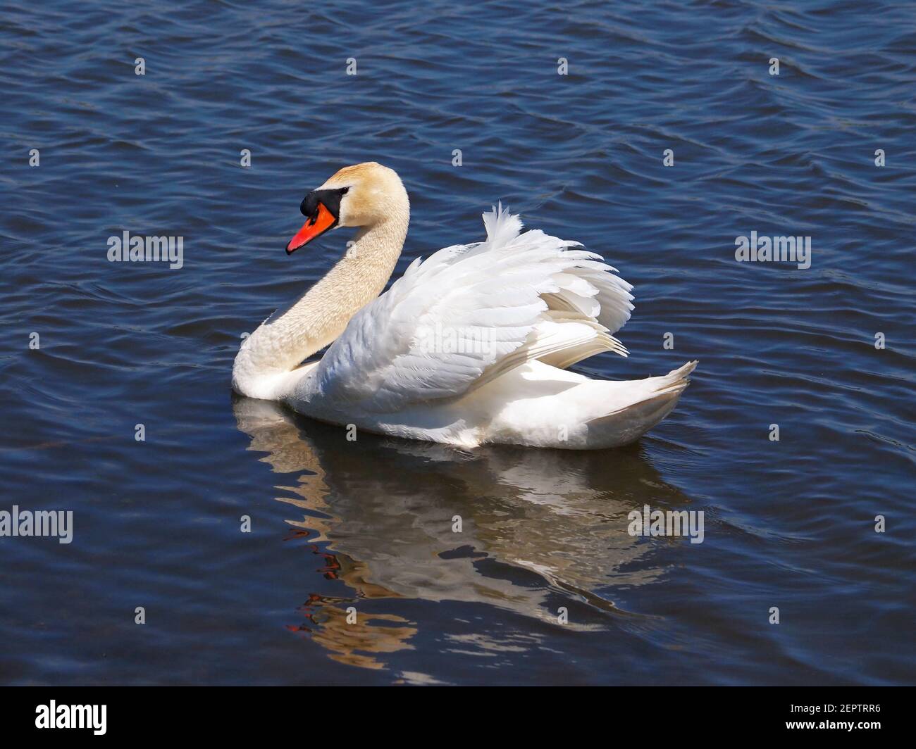 Cygne mâle, Cygnus olor Banque D'Images