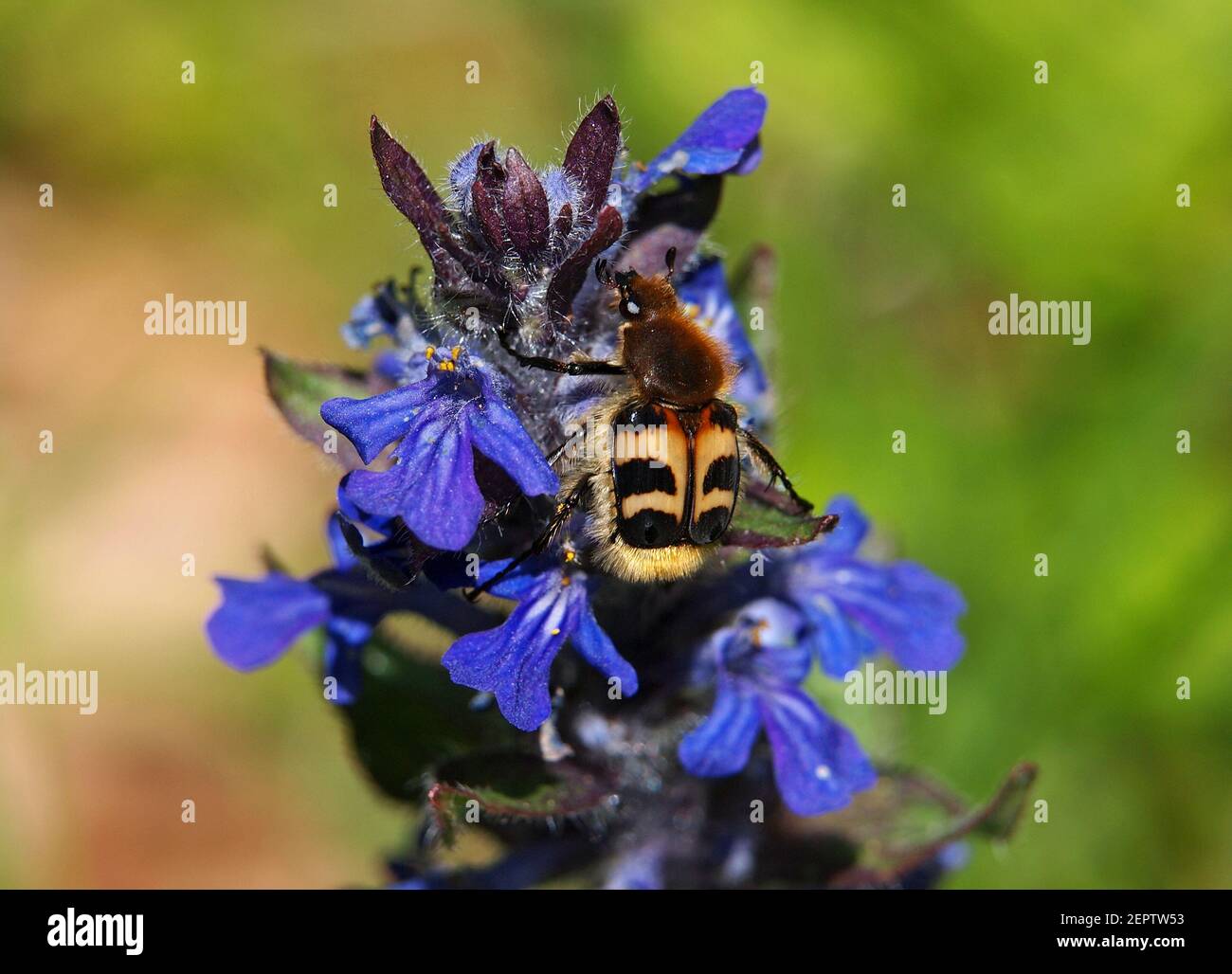 Fleur de bugle bleu, Ajuga reptans et coléoptère des abeilles, Trichius fasciatus Banque D'Images