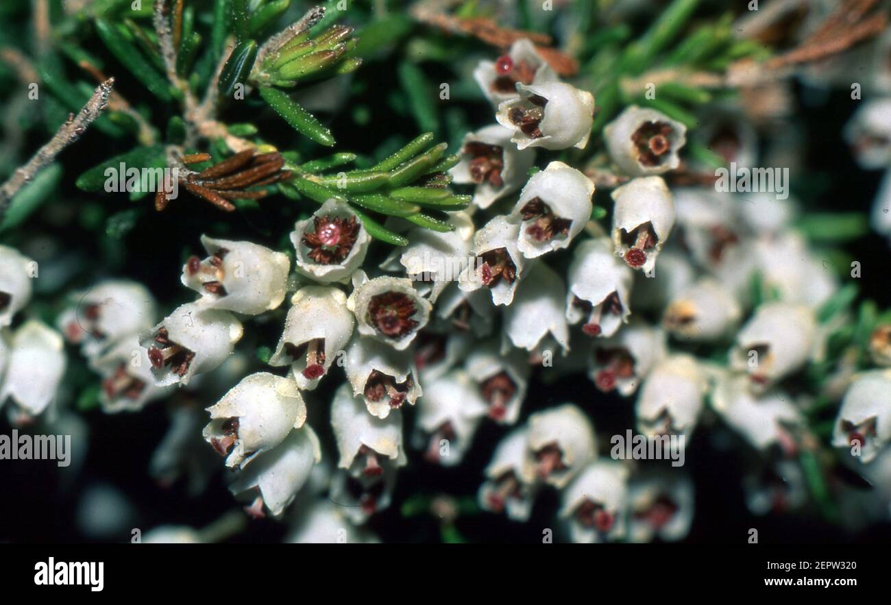 Erica arborea Floraison gros plan (scanné à partir de colorslide) Banque D'Images