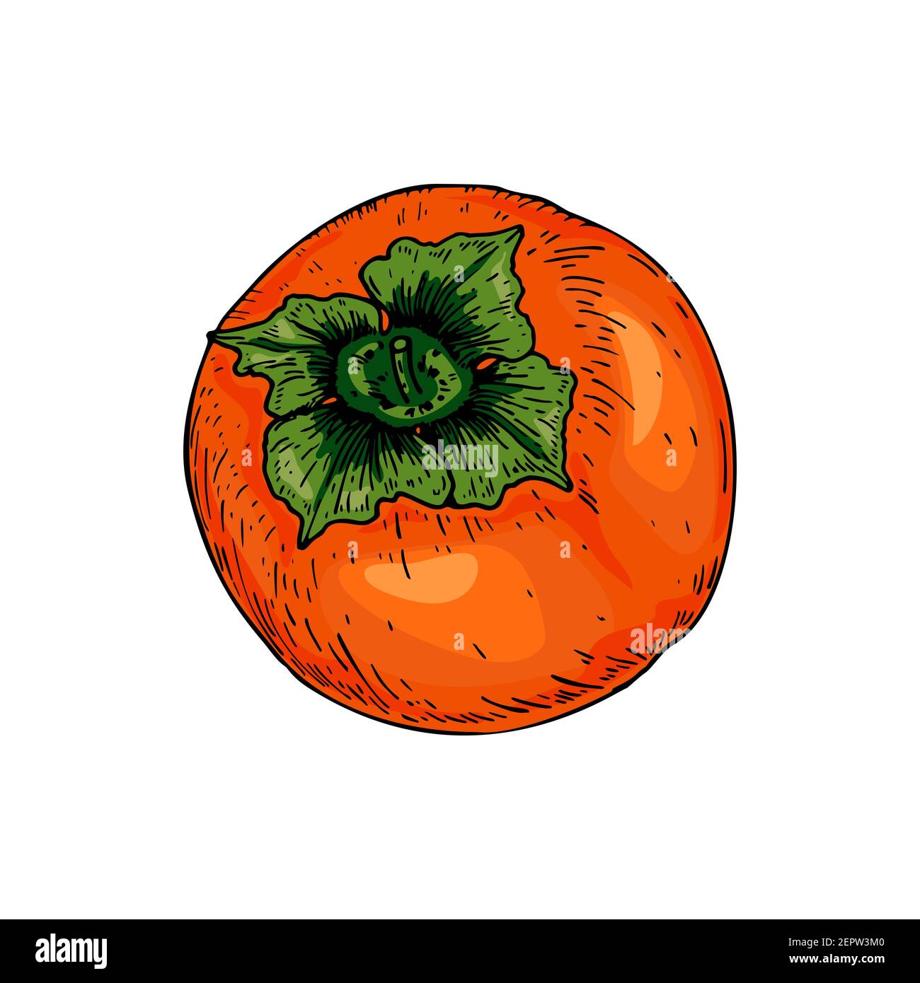Persimmon dessiné à la main isolé sur fond blanc. Illustration vectorielle dans un style d'esquisse coloré Illustration de Vecteur