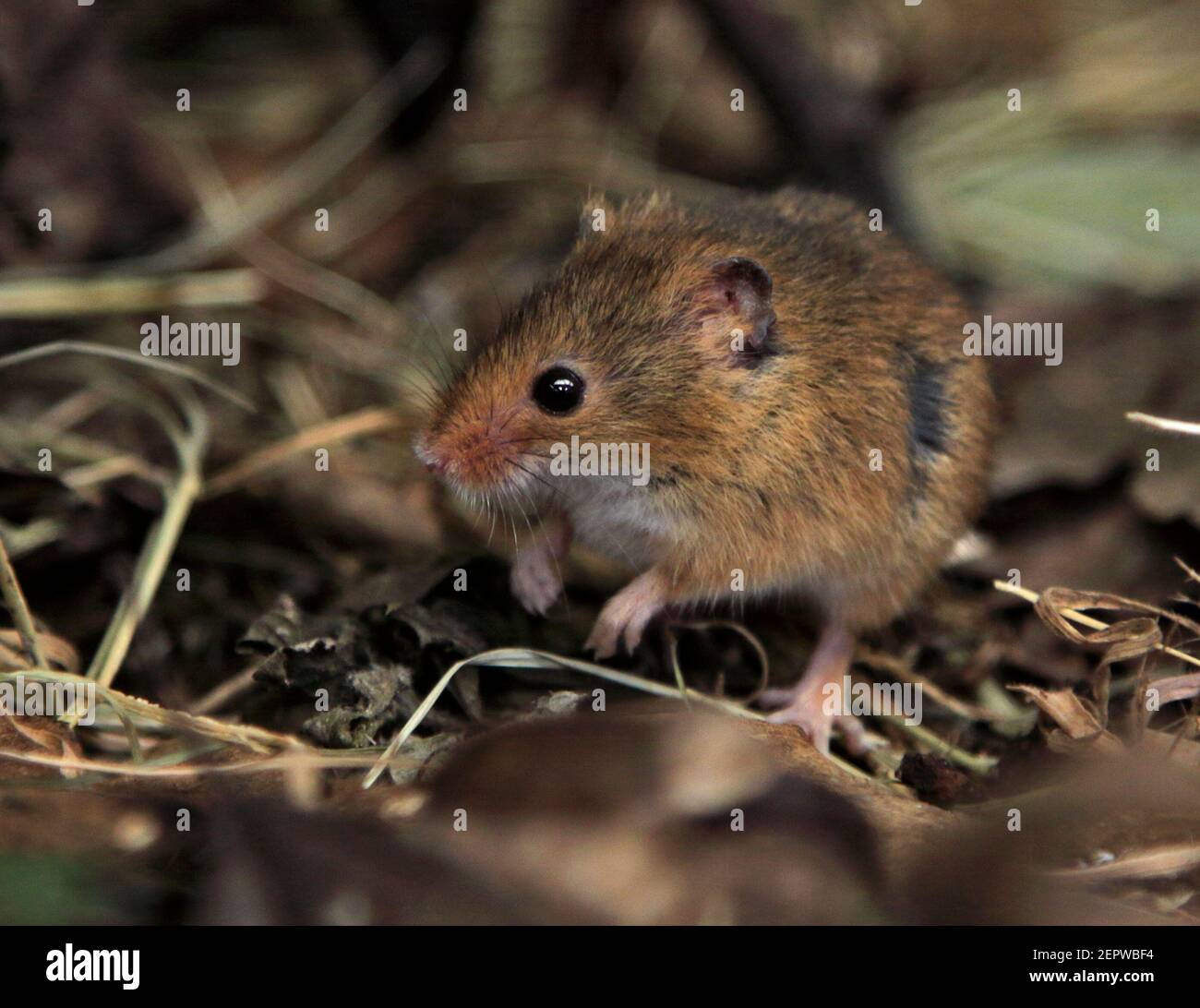 Micromys minutus (souris) Banque D'Images