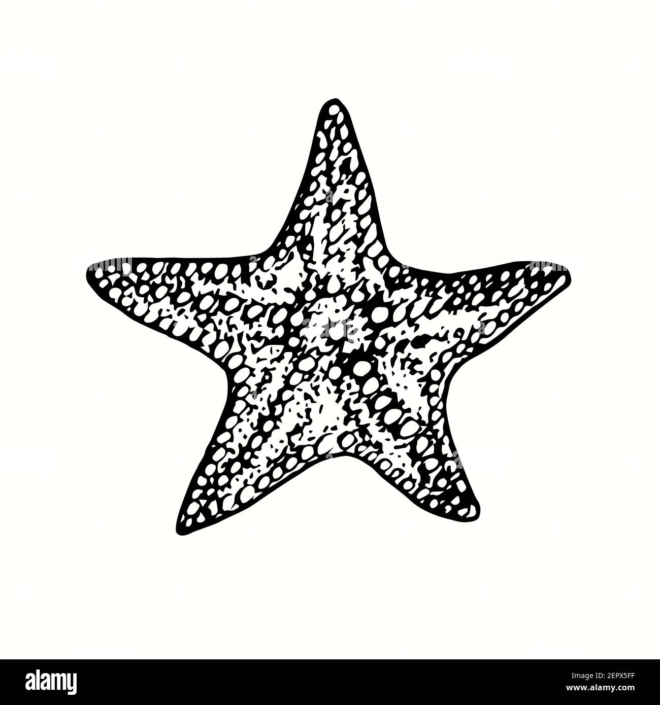 Etoile De Mer Isolee Dessin De Caniche Noir Et Blanc A L Encre Avec Contour De Coupe De Bois Photo Stock Alamy Etoile De Mer Isolee Dessin De Caniche Noir Et Blanc A L Encre Avec Contour De Coupe De Bois Photo Stock Alamy