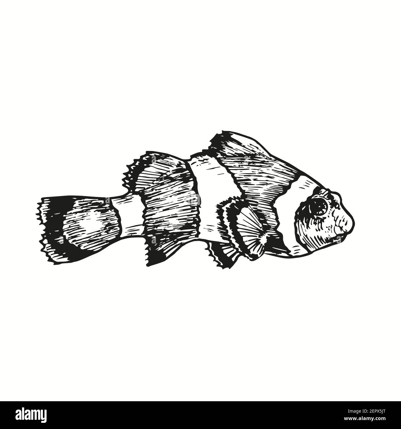 Poisson-clown ou poisson-anémone Ocellaris poisson-clownfish, Amphiprion ocellaris vue latérale. Dessin de caniche noir et blanc à l'encre avec contour de coupe de bois. Banque D'Images