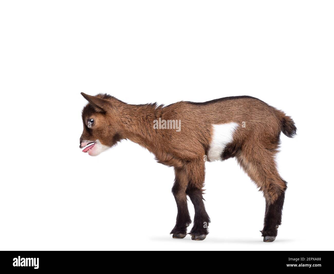 Montrant Les Dents Banque D Images Detourees Alamy Montrant Les Dents Banque D Images Detourees Alamy