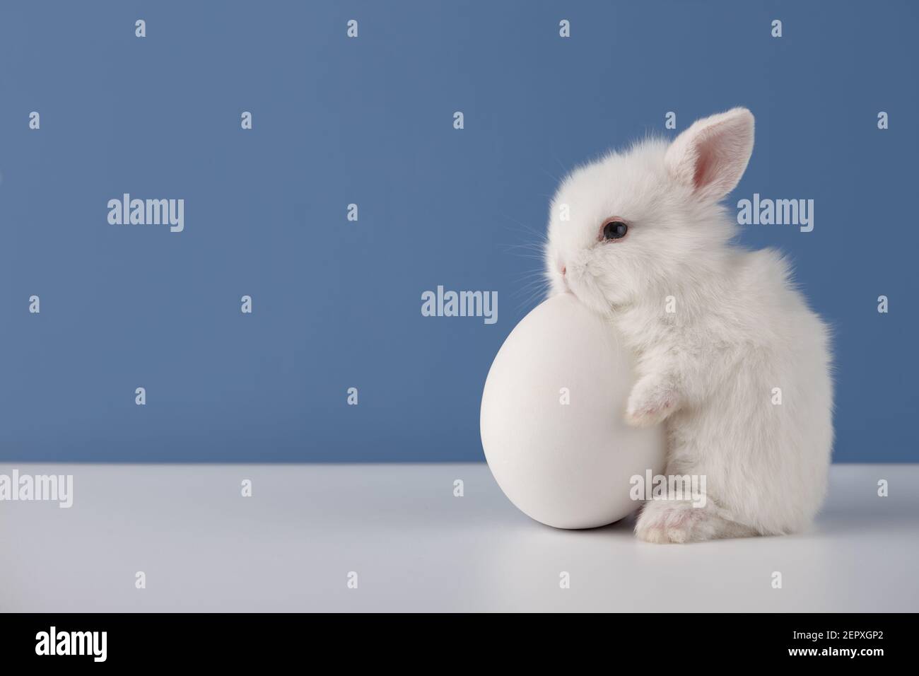 Bébé lapin avec gros oeuf blanc de Pâques sur fond bleu, espace de copie Banque D'Images