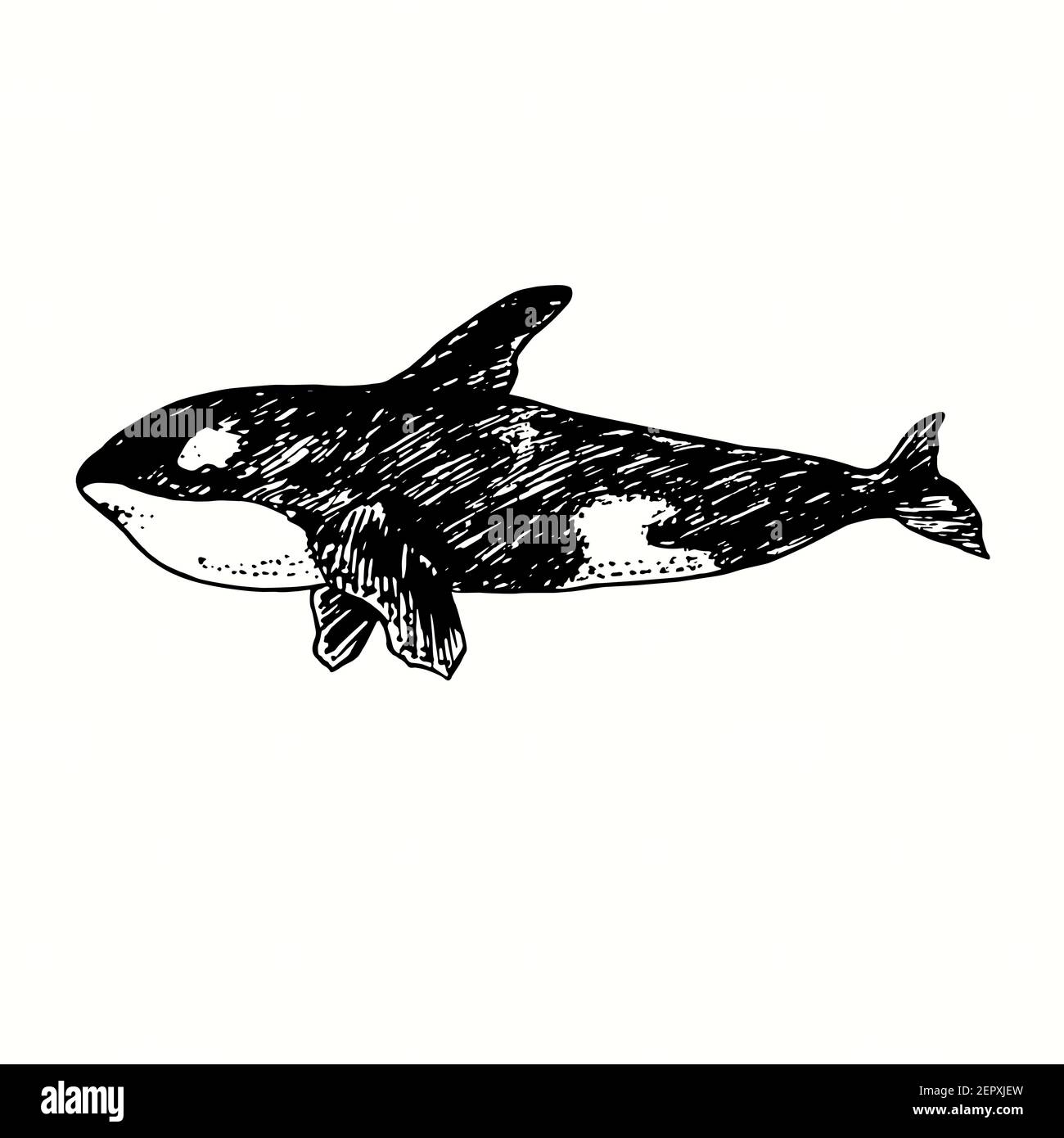 Orque, vue latérale sur Orca. Dessin de caniche noir et blanc à l'encre avec contour de coupe de bois. Banque D'Images