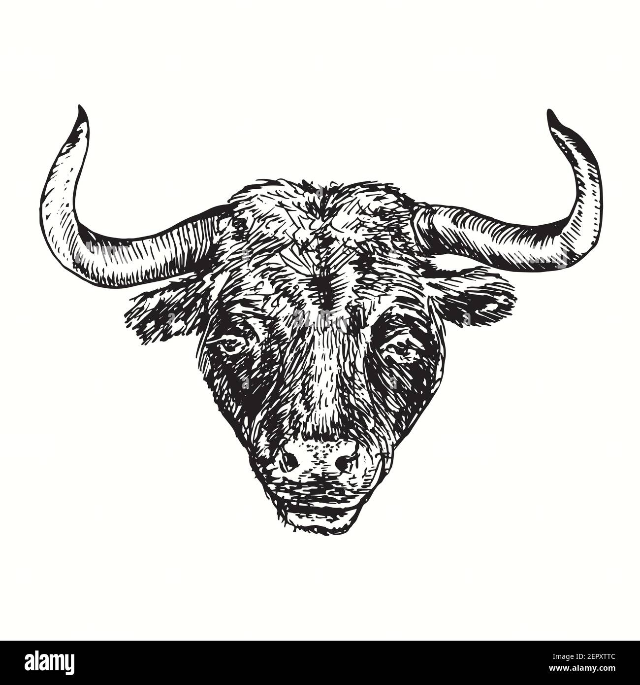 Portrait de taureau noir dessiné à la main.Dessin noir et blanc. Banque D'Images
