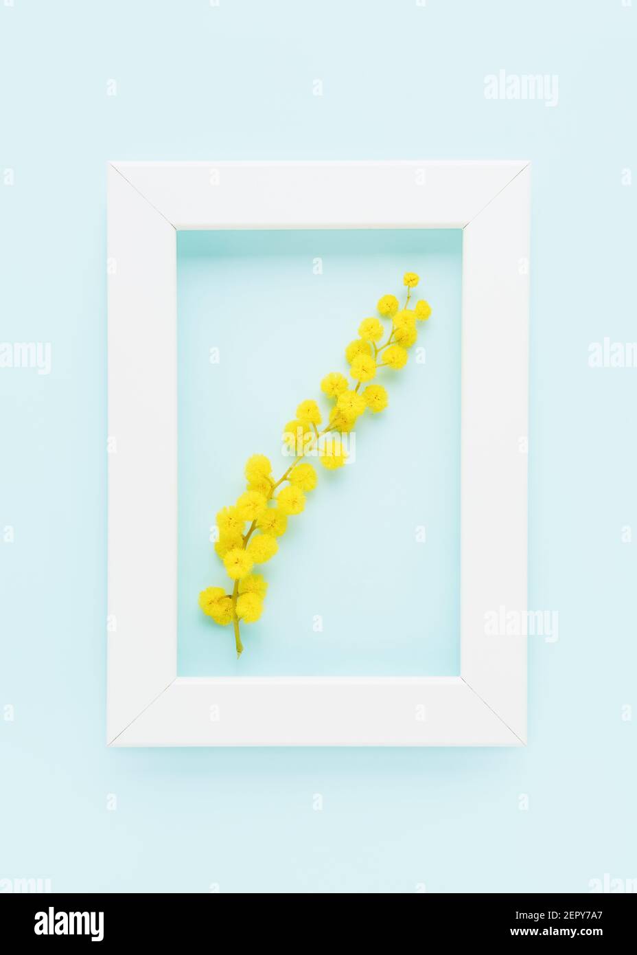 Concept de ressort. Fleurs mimosa jaunes et cadre photo sur fond bleu clair. Vue de dessus Banque D'Images