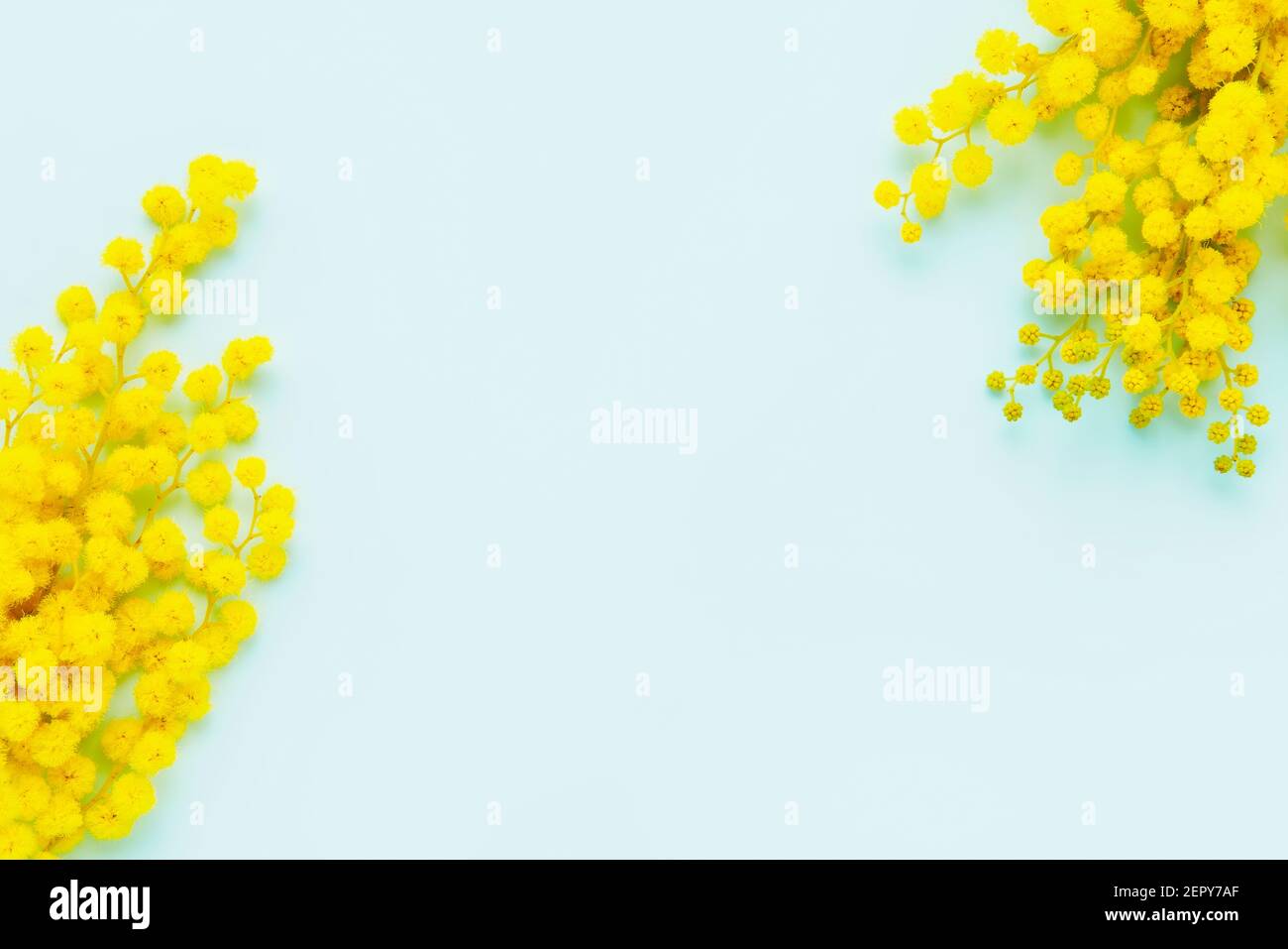Mimosa fleurit sur un fond bleu clair. Printemps, Pâques, concept de la fête des femmes. Plan à plat, espace de copie pour le texte Banque D'Images