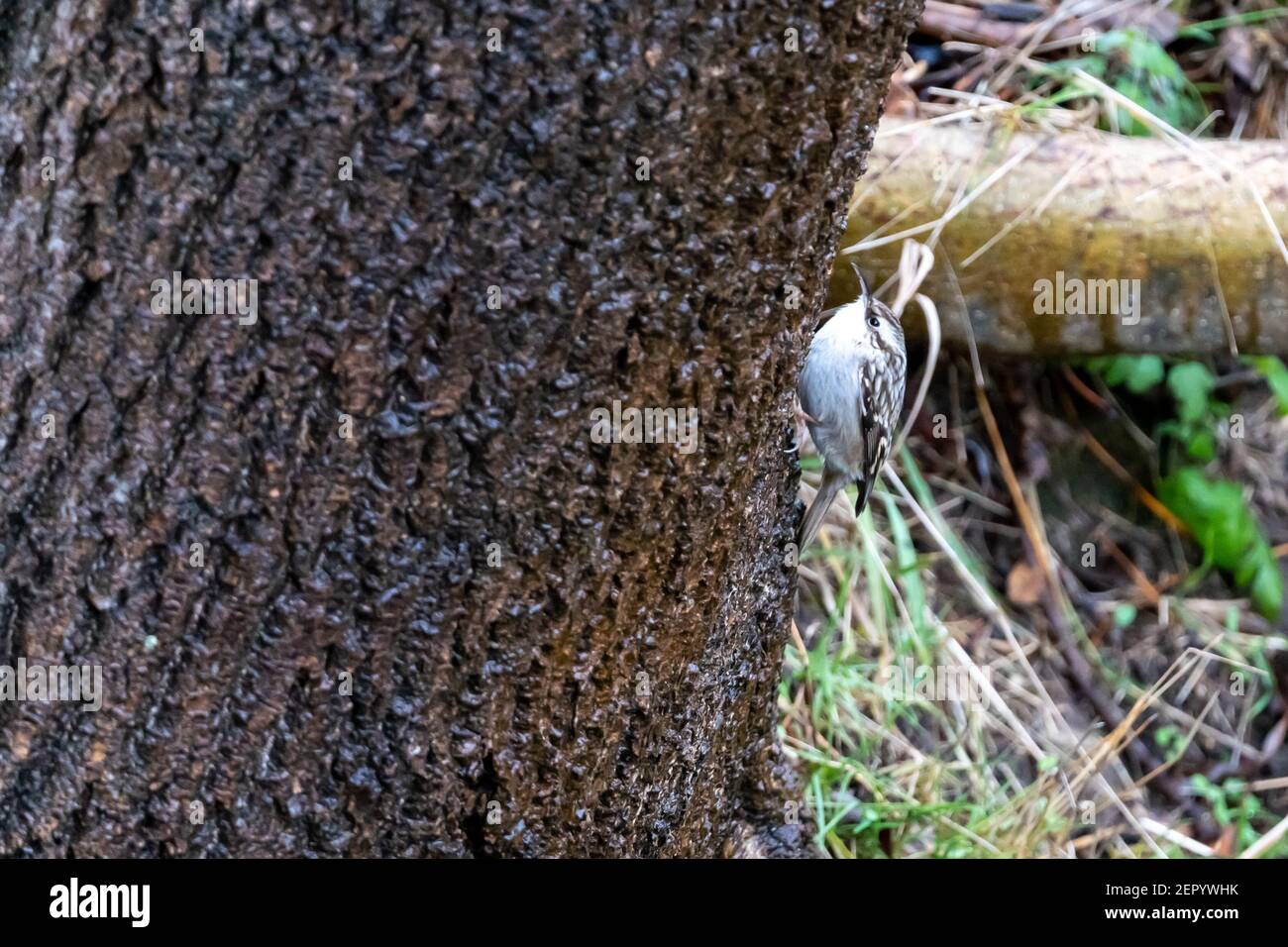 Treecreeper commun eurasien (Certhia familiaris) simple sur tronc d'arbre en hiver, hesse, allemagne Banque D'Images