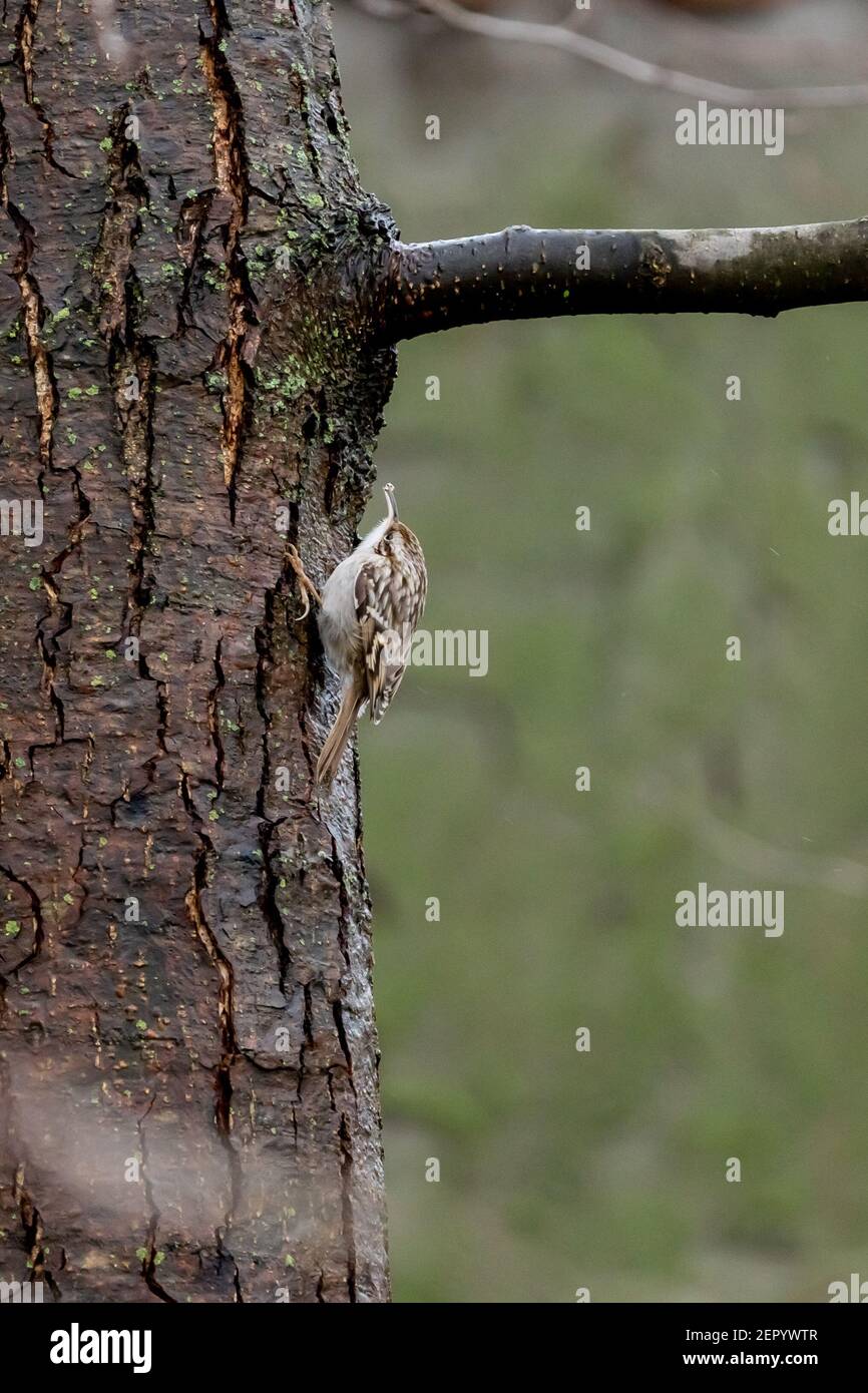 Treecreeper commun eurasien (Certhia familiaris) simple sur tronc d'arbre en hiver, hesse, allemagne Banque D'Images