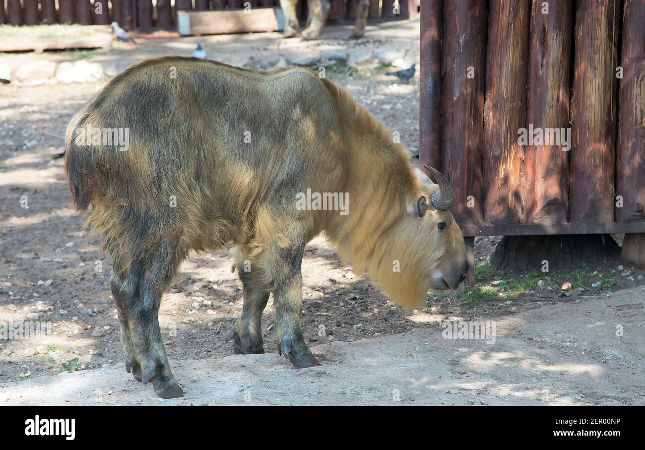 Takin du Sichuan (Budorcas taxicolor tibetana) Banque D'Images