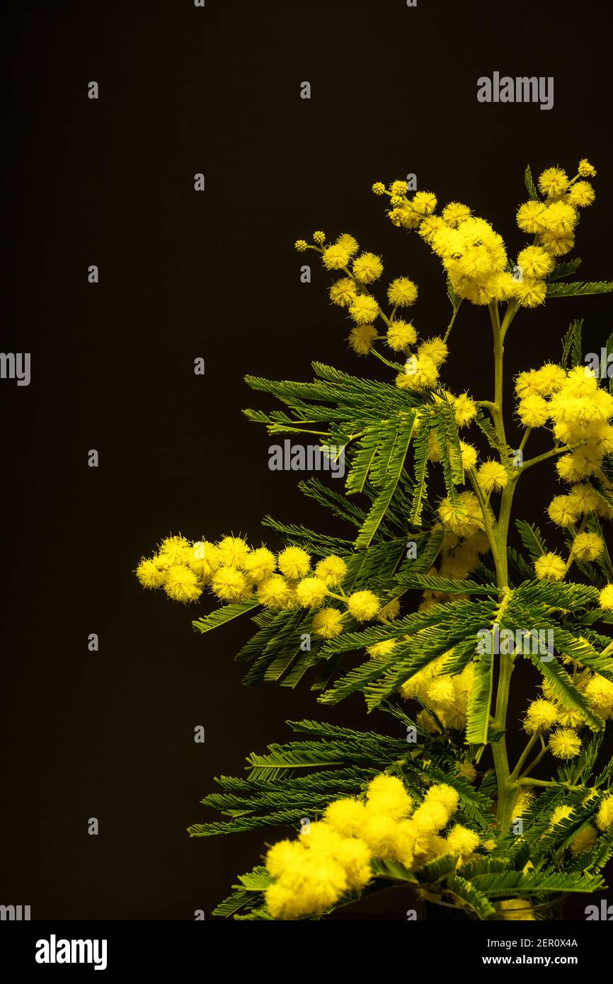 Mimosas illuminés sur fond sombre Banque D'Images