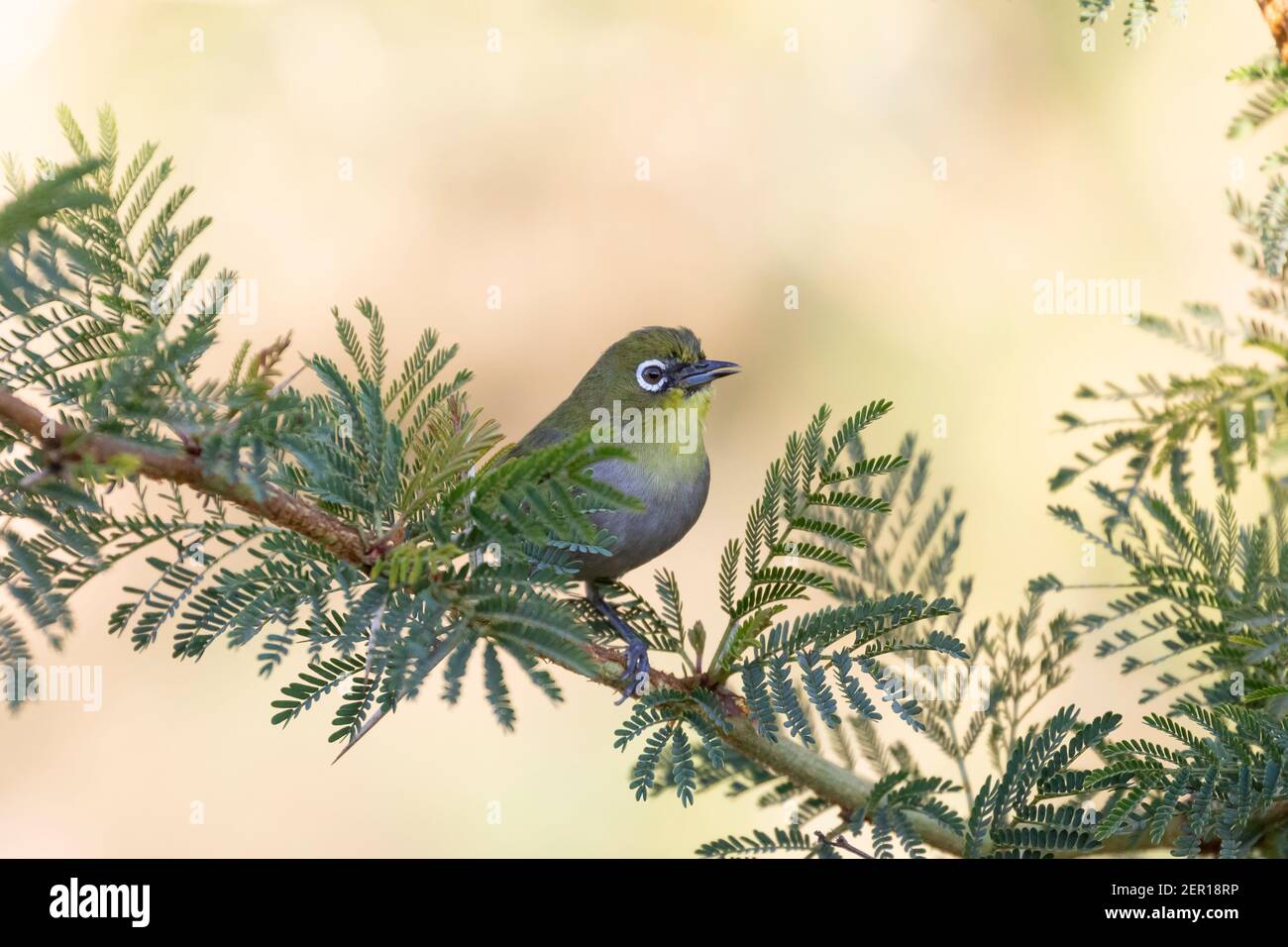 Cap œil blanc (Zosterops virens capensis) perché dans un arbre de fièvre (Vachellia xanthophloea) Cap occidental, Afrique du Sud Banque D'Images