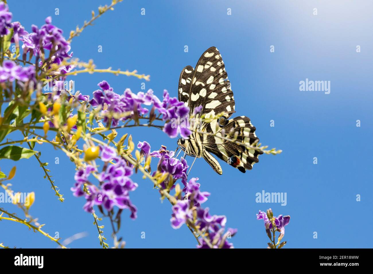 Citrus Swallowtail Butterfly (Papilio demodocus) alias Christmas Butterfly, recherche de pollen sur Duranta erecta, Western Cape, Afrique du Sud Banque D'Images