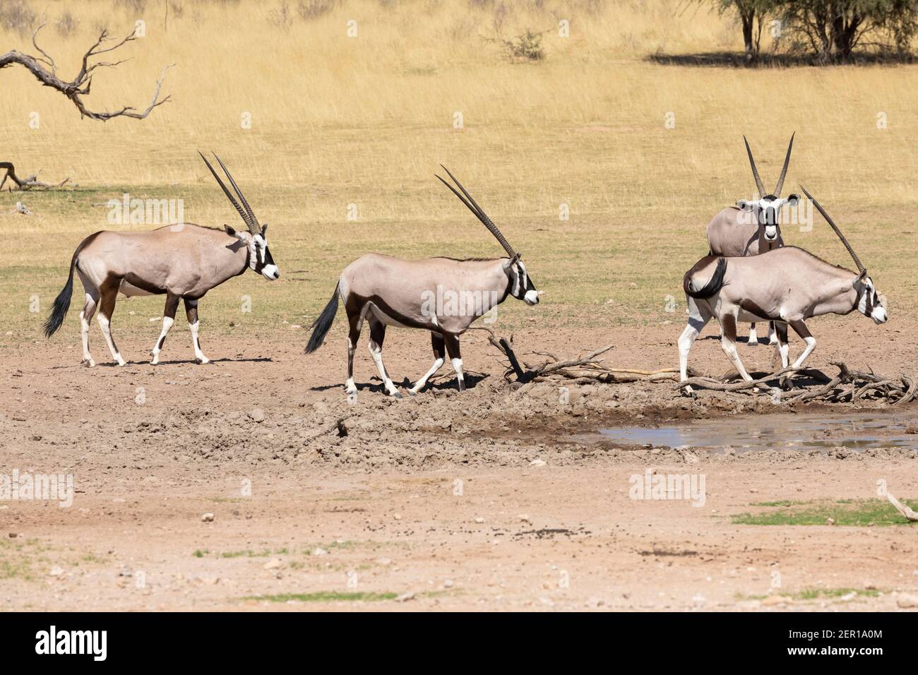 Troupeau de Gemsbok ou Gembuck (Oryx gazella) au trou d'eau, parc transfrontalier Kgalagadi, Kalahari, Cap Nord, Afrique du Sud Banque D'Images