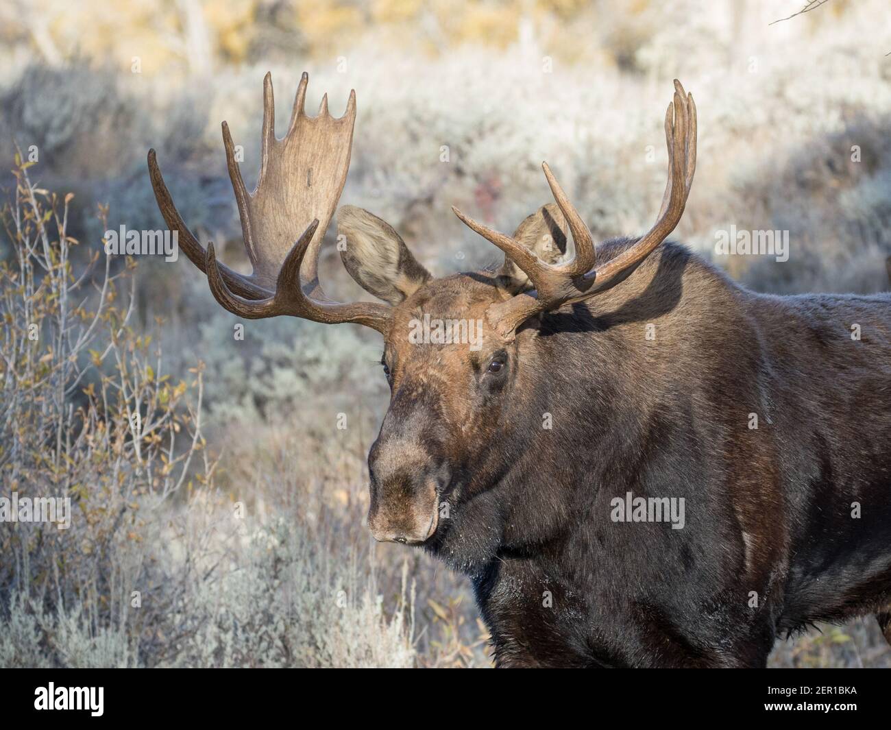 Portrait d'un joli taureau Shiras orignal, Alces alces shirasi, Wyoming, Etats-Unis. Banque D'Images Portrait d'un joli taureau Shiras orignal, Alces alces shirasi, Wyoming, Etats-Unis. Banque D'Images