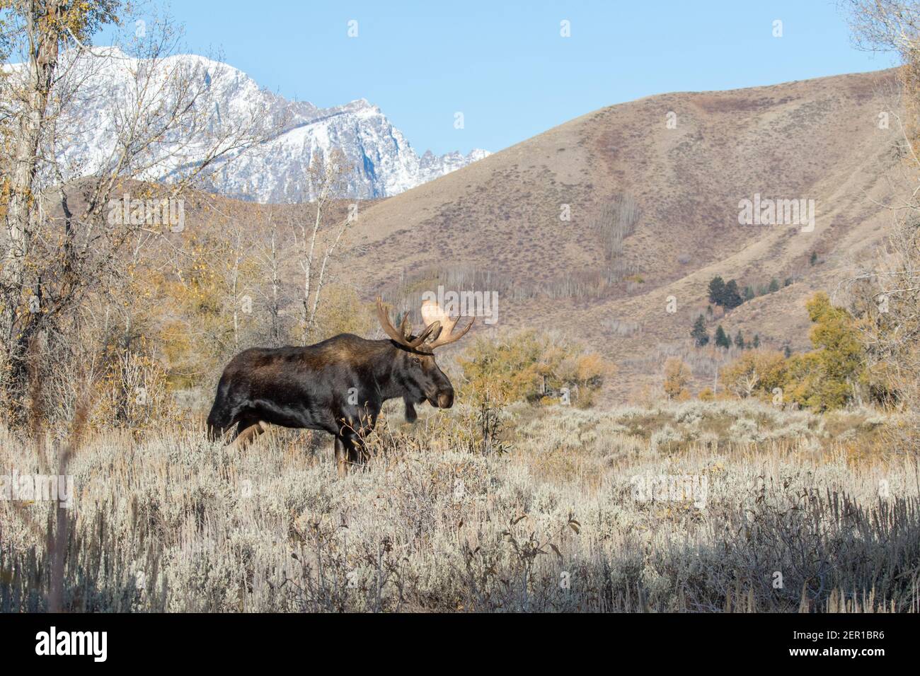Portrait d'un taureau Shiras orignal, Alces alces shirasi, avec les montagnes Rocheuses en arrière-plan. Banque D'Images Portrait d'un taureau Shiras orignal, Alces alces shirasi, avec les montagnes Rocheuses en arrière-plan. Banque D'Images
