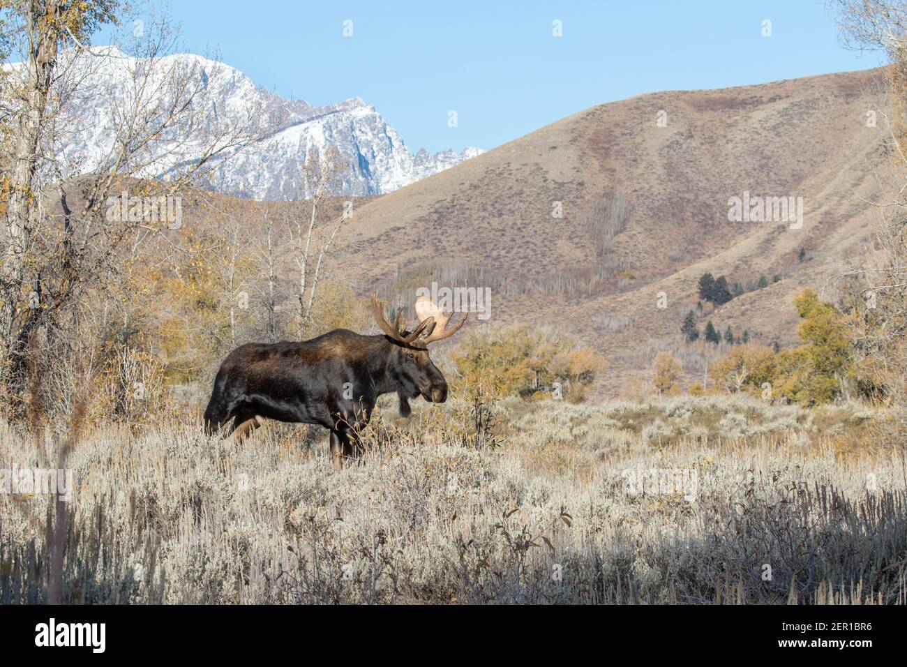 Portrait d'un taureau Shiras orignal, Alces alces shirasi, avec les montagnes Rocheuses en arrière-plan. Banque D'Images