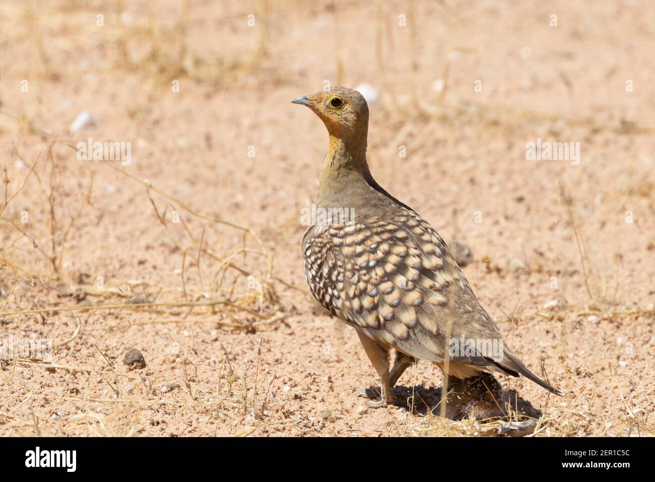 Namaqua Sandgrouse (Pterocles namaqua) homme avec bébé poussin sous lui, Kalahari, Cap Nord, Afrique du Sud Banque D'Images