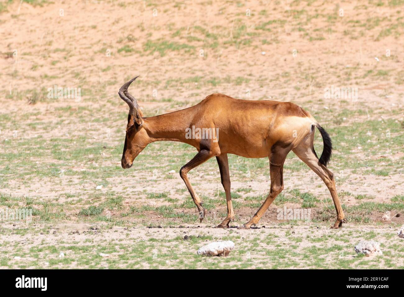 Hartebeest rouge (Alcelaphus buselaphus / caama) Parc transfrontalier Kgalagadi, Kalahari, Cap Nord, Afrique du Sud Banque D'Images