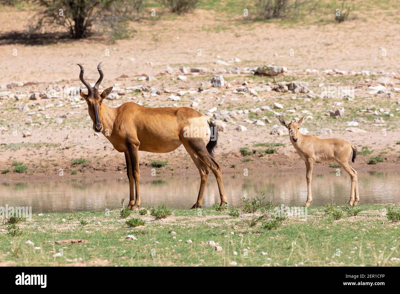 Hartebeest rouge (Alcelaphus buselaphus / caama) adulte avec veau au trou d'eau, Parc transfrontalier Kgalagadi, Kalahari, Cap Nord, Afrique du Sud Banque D'Images