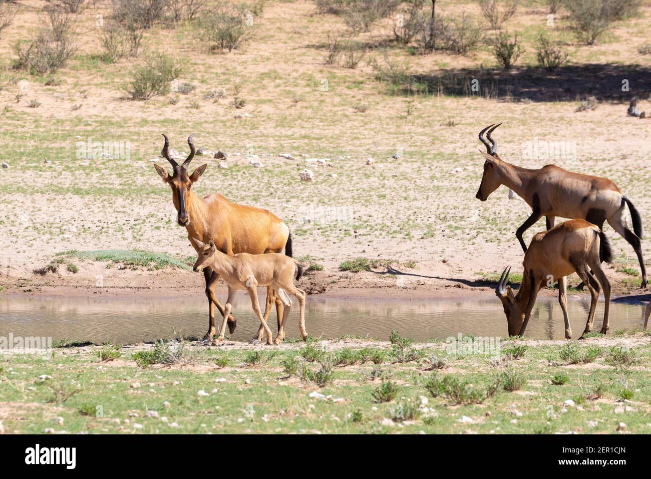 Hartebeest rouge (Alcelaphus buselaphus / caama) au trou d'eau de la rivière Auob, Parc transfrontalier Kgalagadi, Kalahari, Cap Nord, Afrique du Sud Banque D'Images