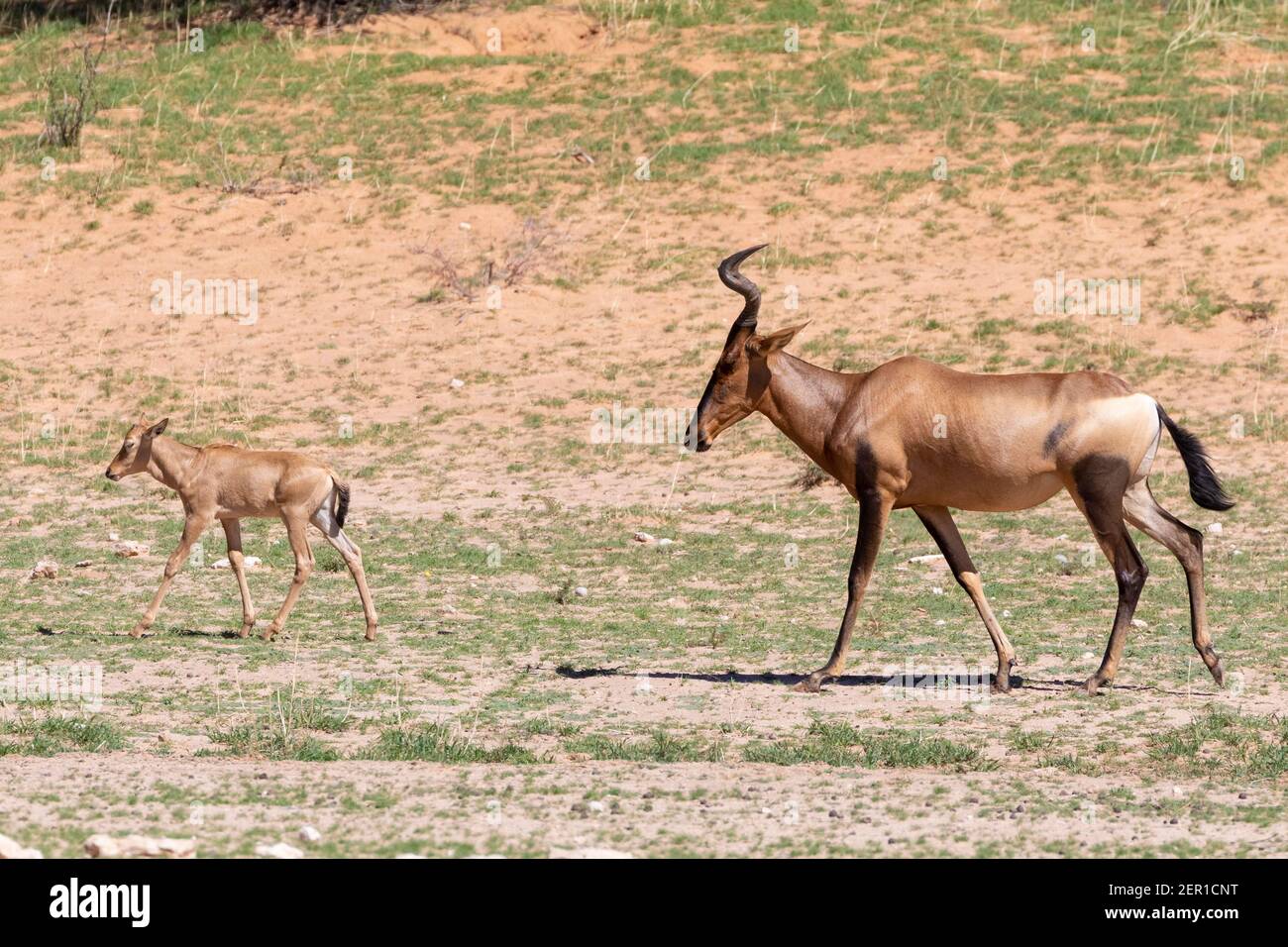 Hartebeest rouge (Alcelaphus buselaphus / caama), des femelles et des veaux faisant des allers-trottiners le long de la rivière Auob, Kgalagadi TransFrontier Park, Kalahari, Northern Cape, South Banque D'Images