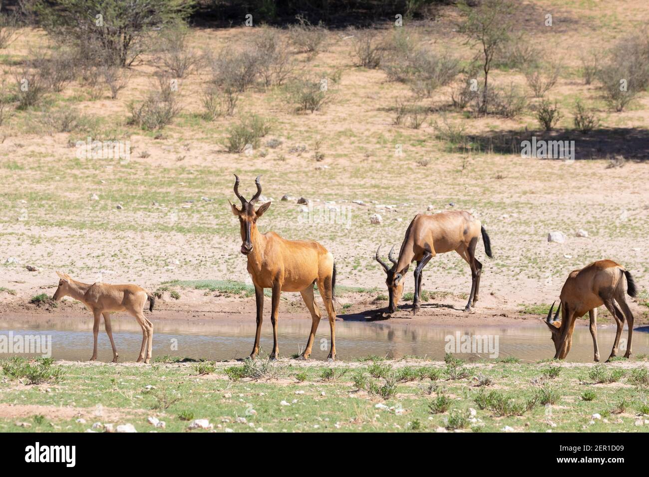 Troupeau d'Hartebeest rouge (Alcelaphus buselaphus / caama) buvant au trou d'eau, parc transfrontalier Kgalagadi, Kalahari, Cap Nord, Afrique du Sud Banque D'Images