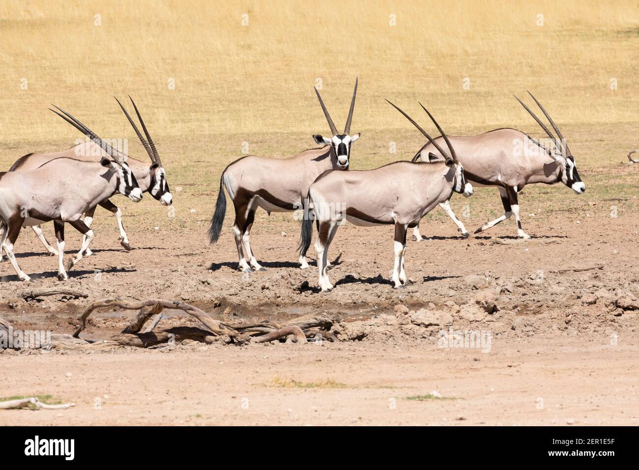 Troupeau de Gemsbok ou Gembuck (Oryx gazella) au trou d'eau de la rivière Auob, parc transfrontalier Kgalagadi, Kalahari, Cap Nord, Afrique du Sud Banque D'Images