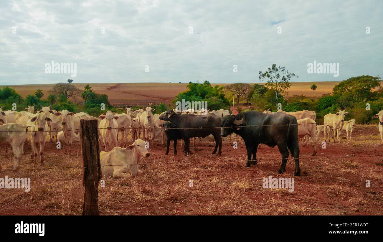 Groupe de villes sur les terres agricoles - divers types de vaches dans le pâturage Banque D'Images