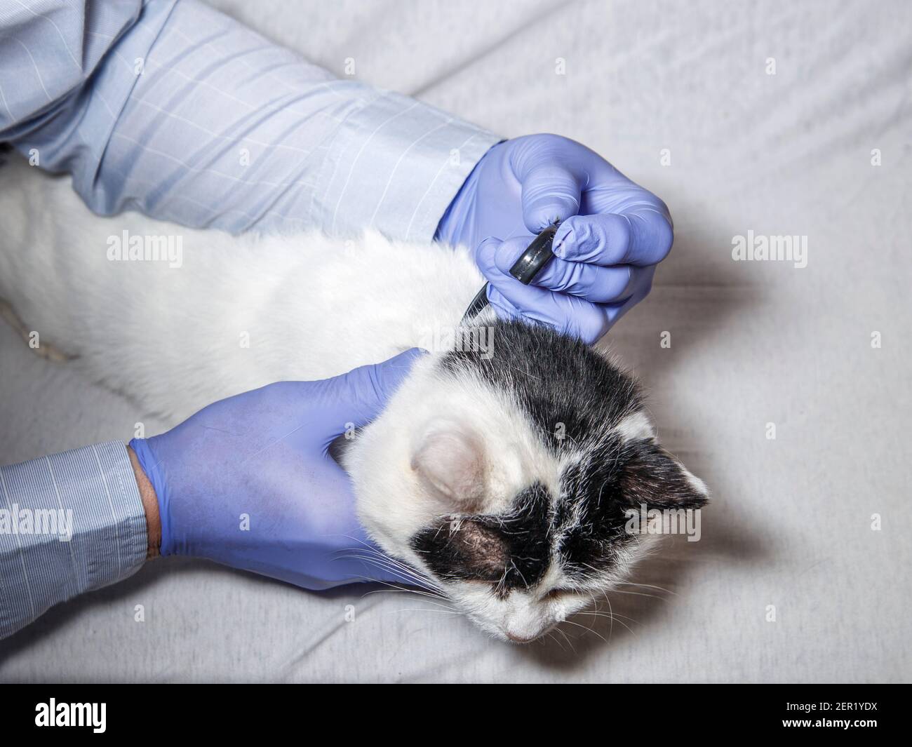 Collier de chat est mis sur par vétérinaire sur blanc avec des taches noires chat. Banque D'Images