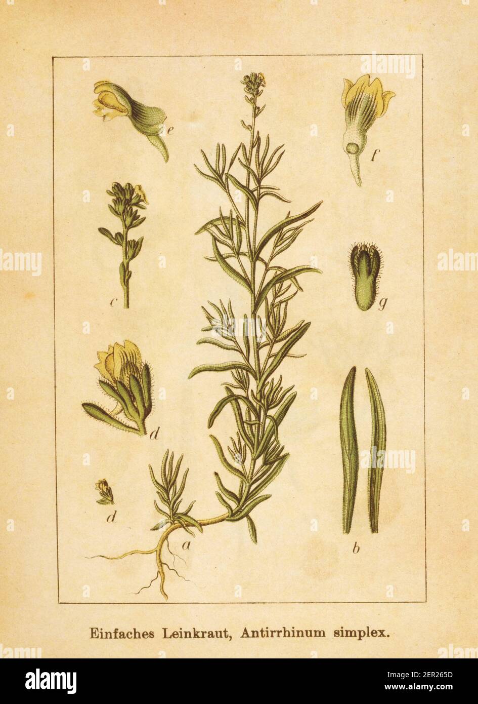 Illustration antique d'un simplex d'antirrhinum, également connu sous le nom de linaria simplex. Gravé par Jacob Sturm (1771-1848) et publié dans le livre Deutschla Banque D'Images