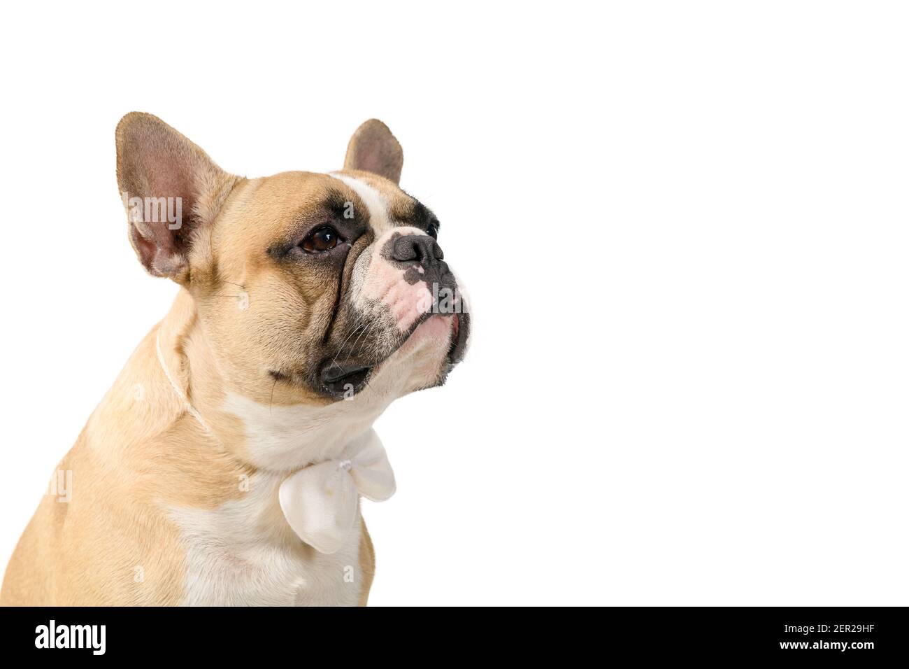portrait du boudogue français porter un noeud papillon blanc isolé sur fond blanc, animaux et concept animal. Banque D'Images