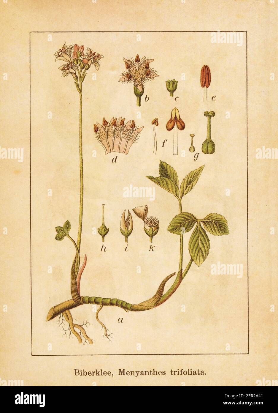 Illustration antique d'un menyanthes trifoliata, également connu sous le nom de sarrasin ou bog-bean. Gravé par Jacob Sturm (1771-1848) et publié dans le livre Deu Banque D'Images