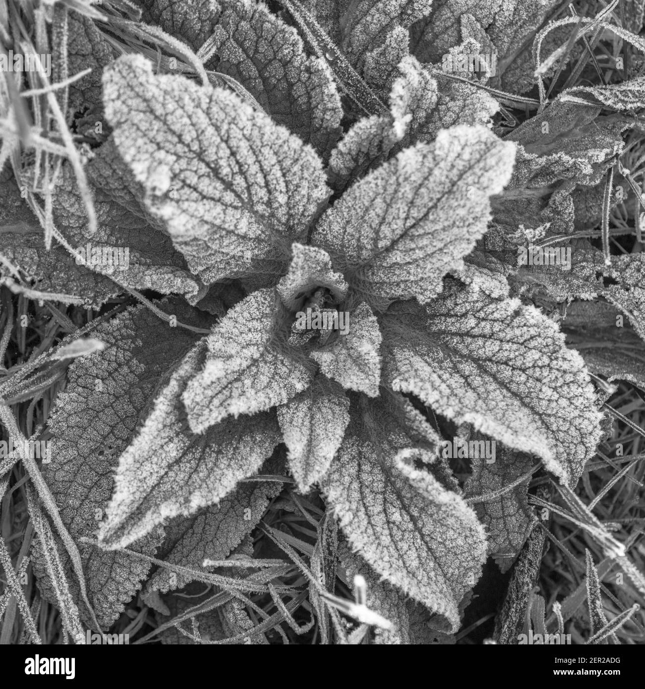 Gros plan noir et blanc feuilles givrées de Purple Foxglove / Digitalis purpurea à hedgerow. Bien que mortel toxique a été utilisé comme plante médicinale. Banque D'Images