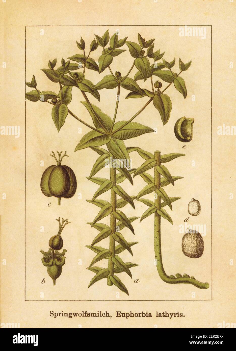 Illustration antique d'un euphorbia lathyris, également connu sous le nom de spherte, spherte de papier, spherte de gopher, plante de gopher ou plante de mole. Gravé par Jacob Banque D'Images