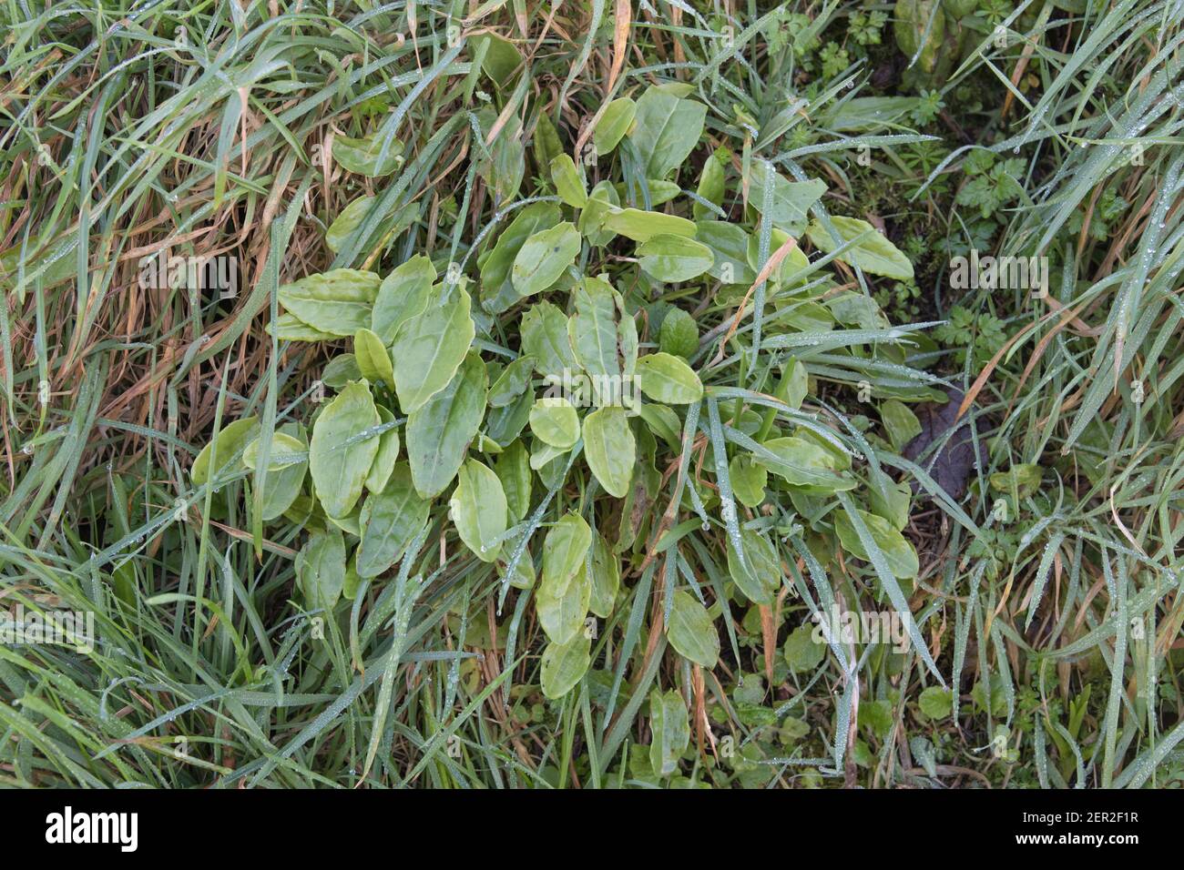 Souche de feuilles de Sorrel commun de Springtime / Rumex acetosa poussant sauvage dans un hedgerow de Cornouailles. A été fourrée pour la nourriture et utilisé dans la médecine de fines herbes. Banque D'Images