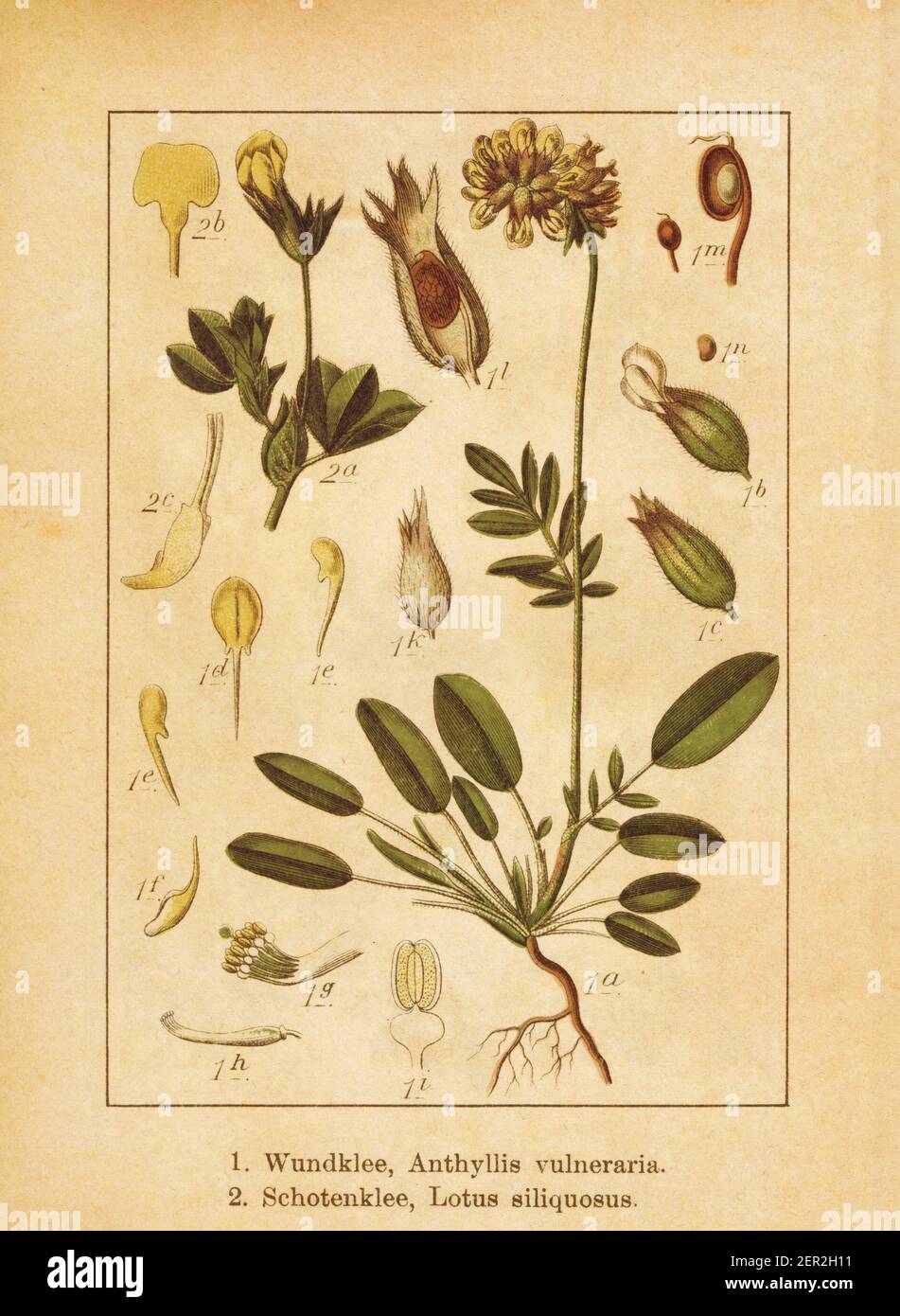 Illustration antique d'un anthyllis vulneraria (également connu sous le nom de vesce commune d'enfant ou de vesce de rein) et lotus siliquosus (également connu sous le nom de lotus maritimus Banque D'Images