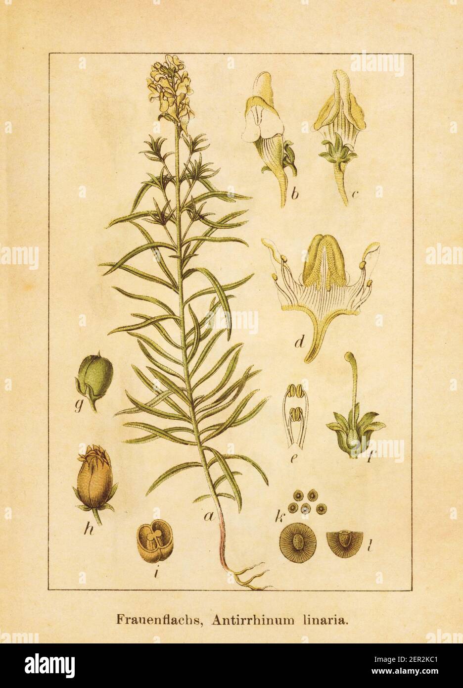 Illustration ancienne d'un antirrhinum linaria, également connu sous le nom de linaria vulgaris, toadlin commun, toadlin jaune ou beurre et oeufs. Gravé par Jacob Banque D'Images