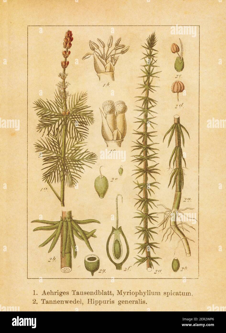 Illustration antique d'un myriophyllum spicatum (Également appelé feuille de papier milliflé d'eau eurasienne ou feuille de papier milliflé d'eau à pointes) et hippuras vulgaris (également connu sous le nom de co Banque D'Images