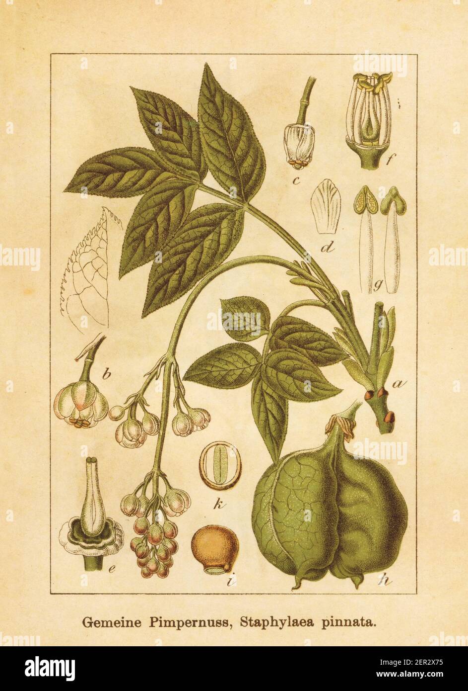 Illustration antique d'un staphylea pinnata, également connu sous le nom de bladdernut européen. Gravé par Jacob Sturm (1771-1848) et publié dans le livre Deutschl Banque D'Images