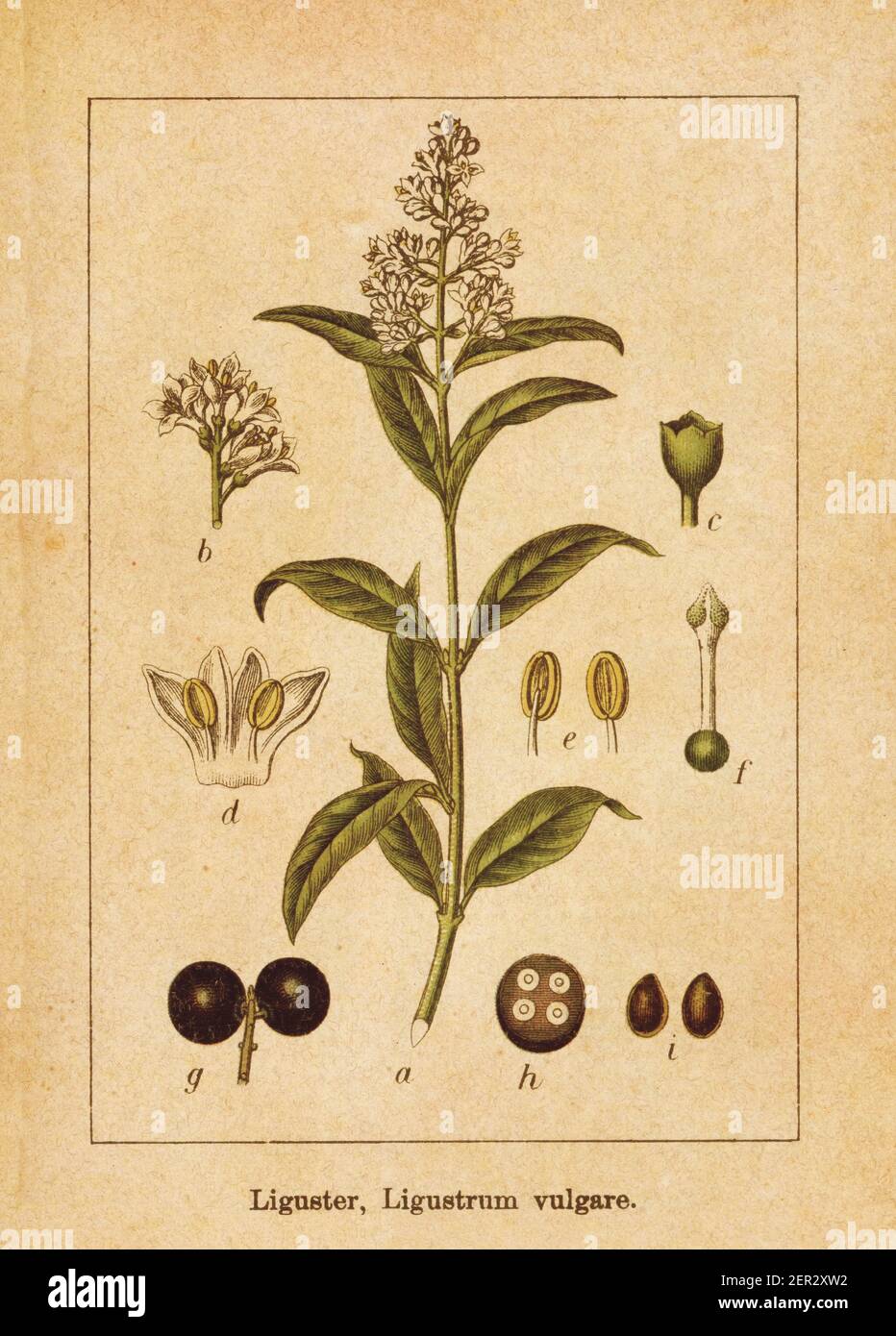 Illustration antique d'un vulgare de ligustrum, également connu sous le nom de privet européen, privet commun ou privé sauvage. Gravé par Jacob Sturm (1771-1848) et publ Banque D'Images
