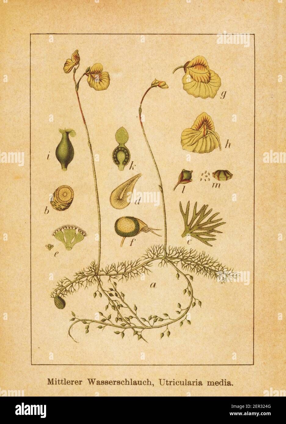 Illustration antique d'un milieu utricularia, également connu sous le nom d'utricularia intermedia ou de bladdermoort à feuilles plates. Gravé par Jacob Sturm (1771-1848) et pu Banque D'Images